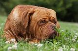 DOGUE DE BORDEAUX 269